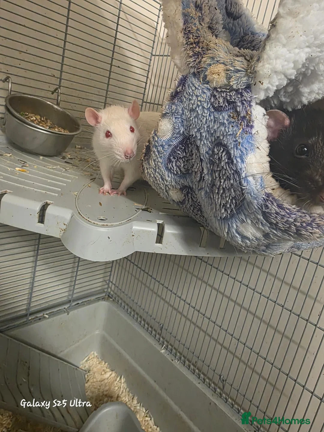 Rat rodents for sale: 2 male rats in Braintree - Advert 2