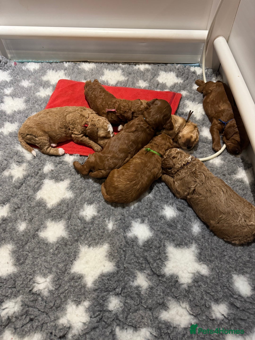 Irish Doodle dogs for sale: Irish doodles - mini F1b - Image 3