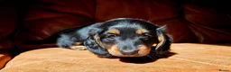 Miniature Dachshund dogs for sale: Stunning Longhaired Mini Dachshund Boys.  - Advert 1