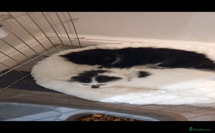 British Longhair cats 2 beautiful cats for sale - Advert 16