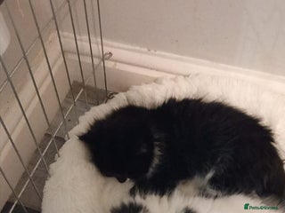 British Longhair cats for sale: 2 beautiful cats for sale - Advert 1