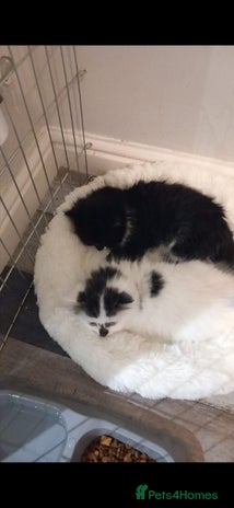 British Longhair cats 2 beautiful cats for sale - Advert 1