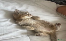 Exotic cats for sale: Female exotic Persian  - Image 8