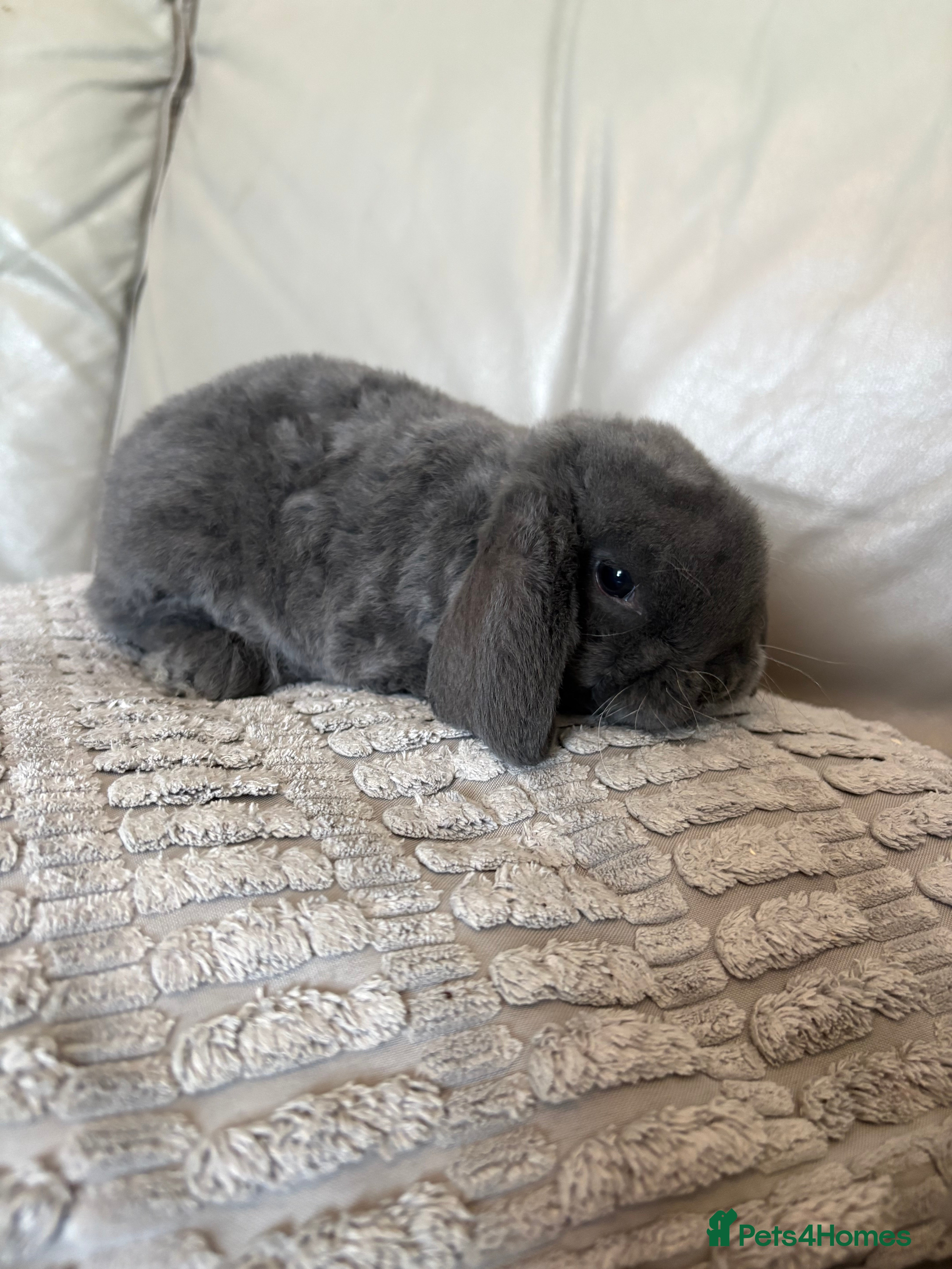 Mini Lop rabbits Baby Mini Lops - Advert 5