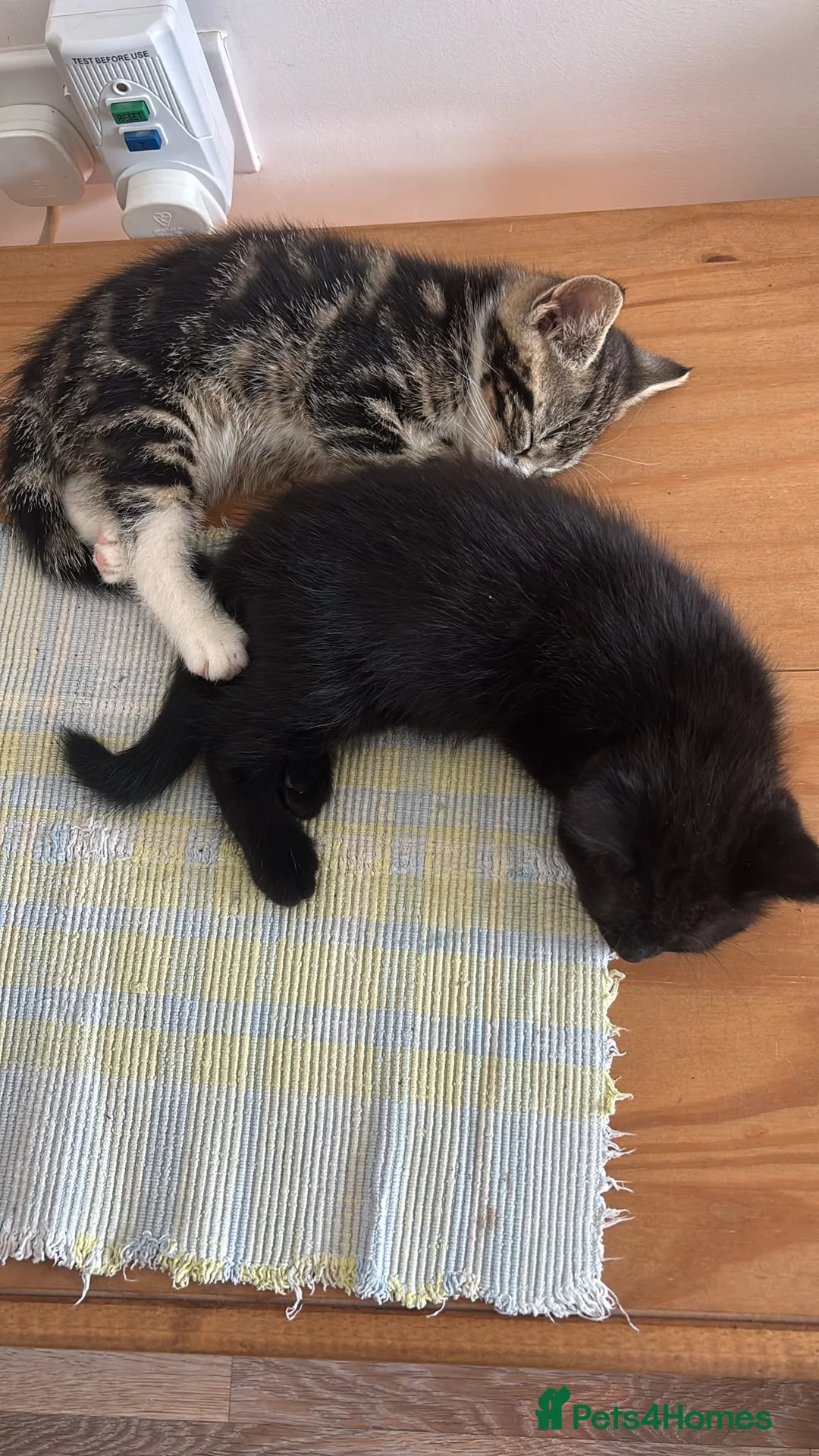 Mixed Breed cats for sale: Rescue sisters need home together 🤎🖤 - Advert 7