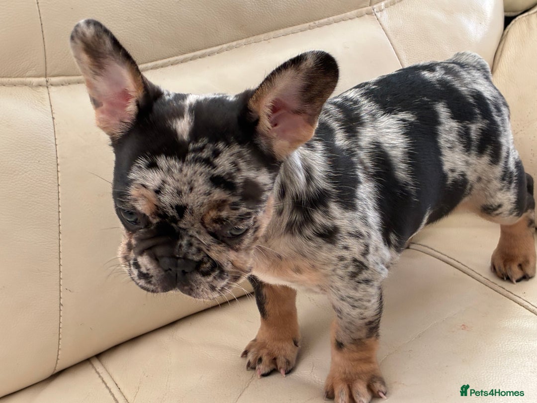 French Bulldog dogs for sale: French bulldog - Advert 10