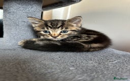 Mixed Breed cats for sale: 2 Tabby's and calico kitten for sale - Image 4