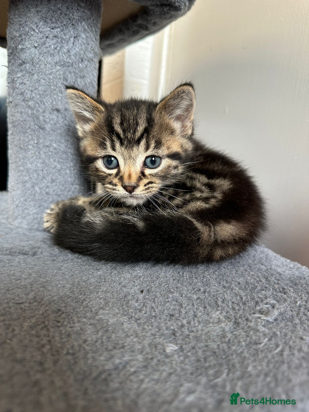 Mixed Breed cats for sale: 2 Tabby's and calico kitten for sale - Image 4