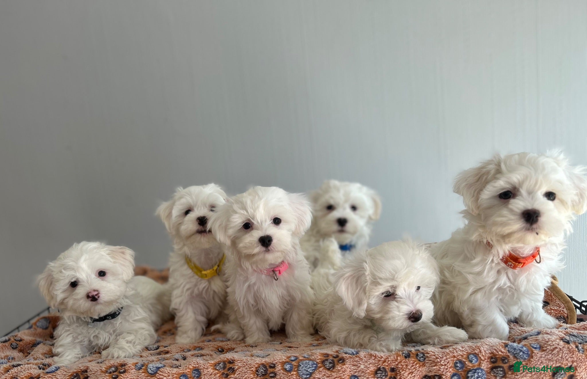 Maltese dogs Beautiful Maltese Puppies  - Advert 1