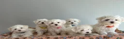 Maltese dogs for sale: Beautiful Maltese Puppies  - Advert 1