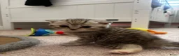 Scottish Fold cats for sale:  Scottish fold x  BSH 8 week old kittens  - Advert 6