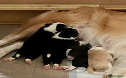 Border Collie dogs for sale: Border Collie Puppies (DNA clear tested parents) - Image 28