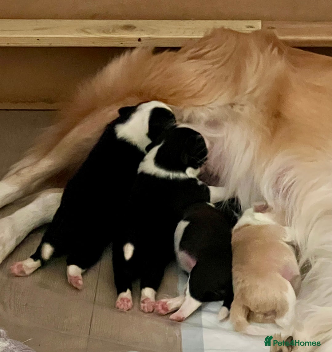 Border Collie dogs for sale: Border Collie Puppies (DNA clear tested parents) - Image 28
