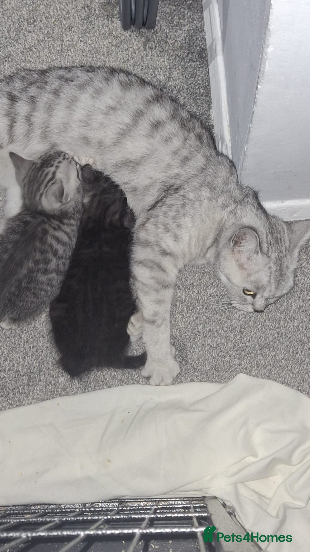 British Shorthair cats for sale: Lovely little British short haired kittens  - Image 19