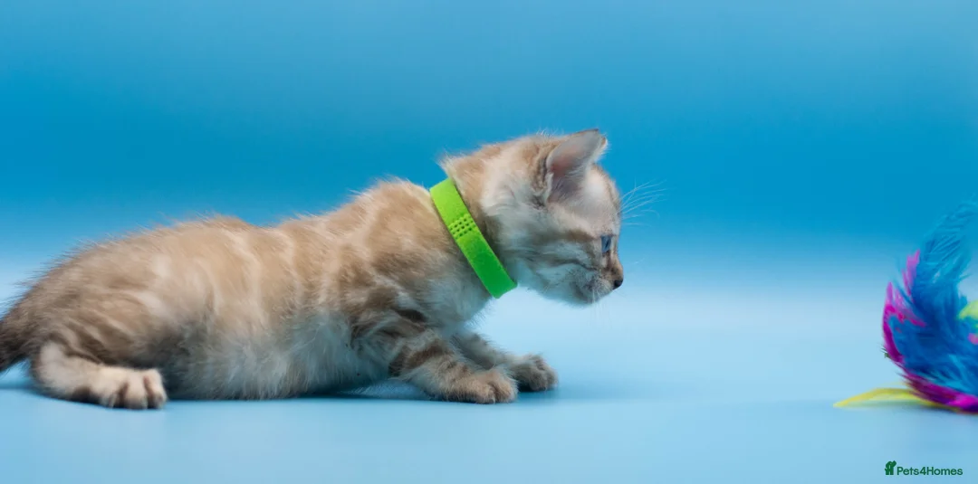 Bengal cats for sale: TICA Registered Bengal Kittens – Truly Magnificent - Advert 30