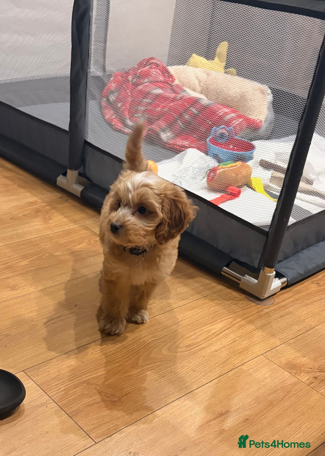 Cockapoo dogs for sale: Butter a little golden cockapoo - Advert 6