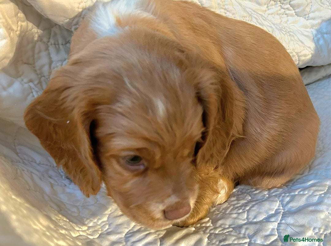 Cocker Spaniel dogs for sale: HEALTH CHECKED KC REG WORKING COCKER SPANIELS  - Advert 17