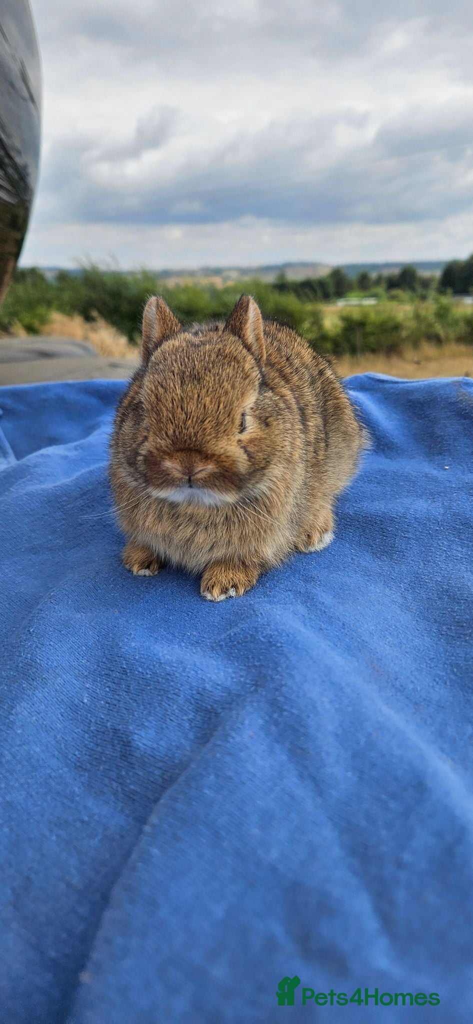 Netherland Dwarf rabbits Agouti Netherland Dwarf Bunnies 🤎🐰 - Advert 2