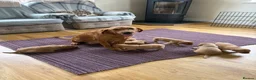 Labrador Retriever dogs for sale: Fox red Labrador puppies for sale  - Advert 8