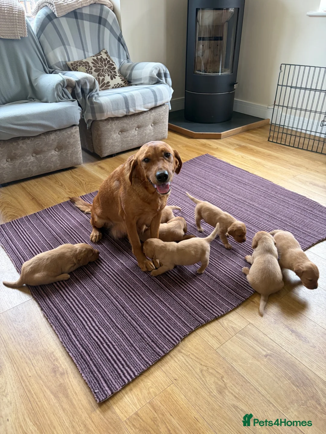 Labrador Retriever dogs for sale: Fox red Labrador puppies for sale  - Advert 8