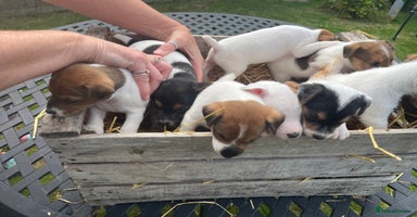 Jack Russell dogs - Advert 2