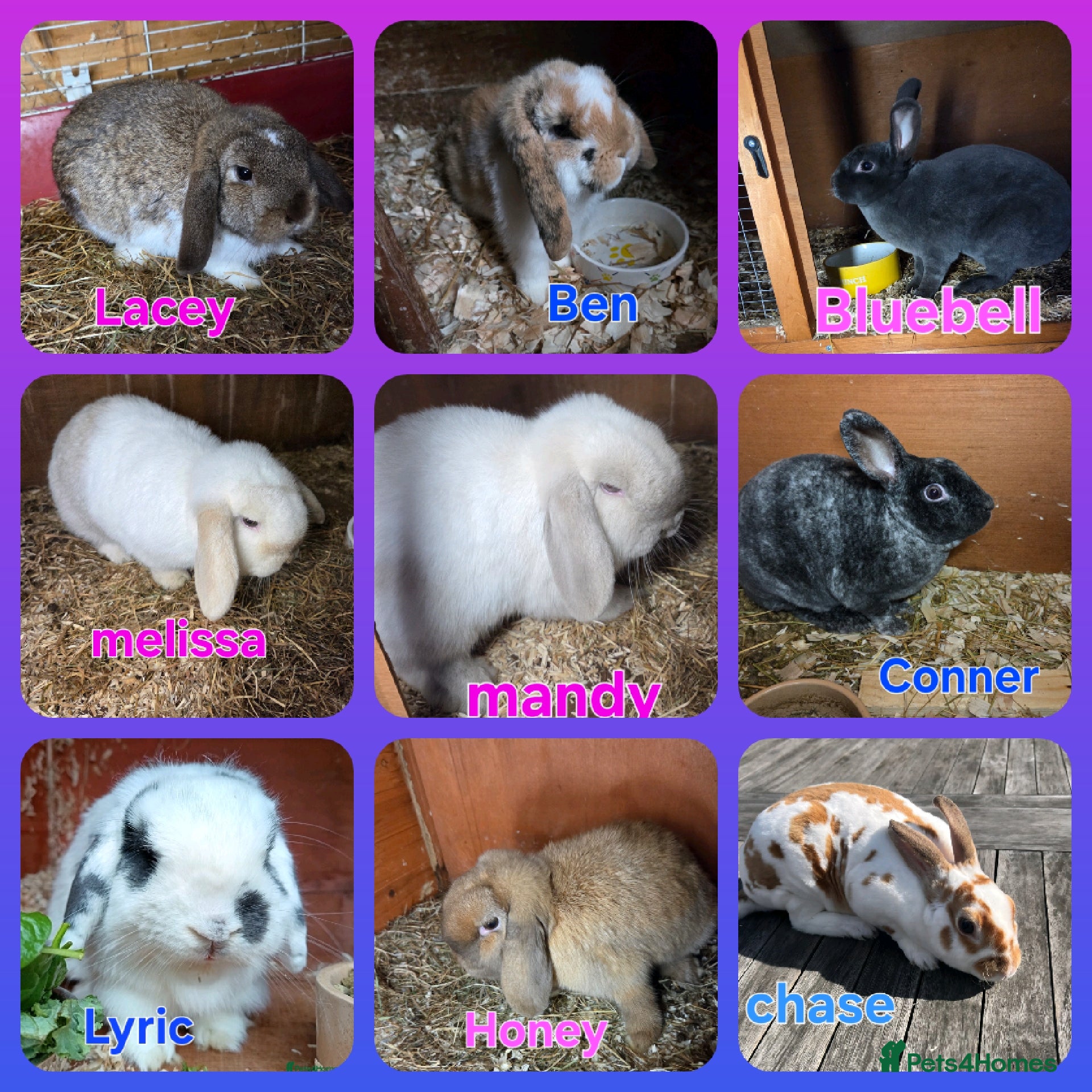 Mini Lop rabbits ❤️MORE ADDED! mini lop & mini rex boys & girls ♥️ - Advert 8