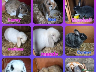 Mini Lop rabbits ❤️MORE ADDED! mini lop & mini rex boys & girls ♥️ - Advert 8