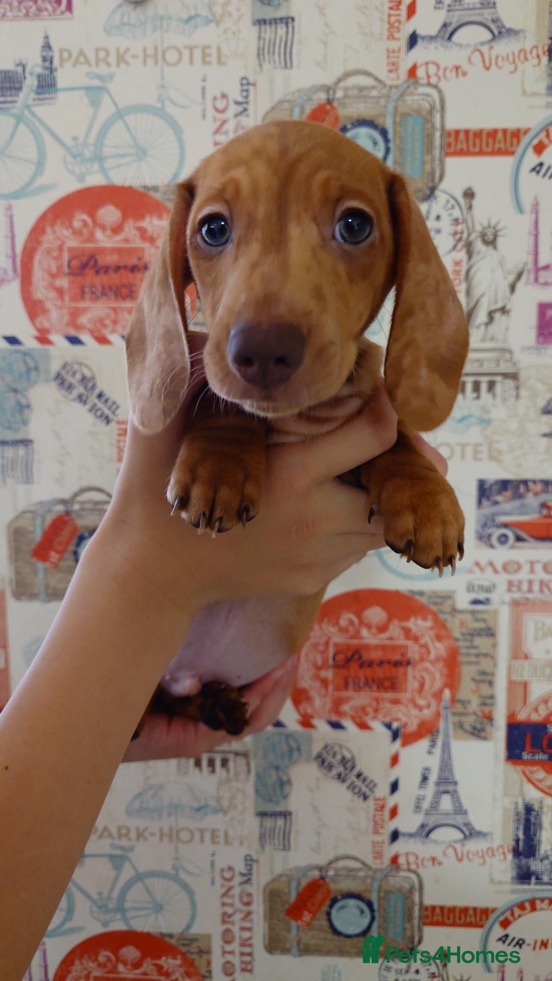 Miniature Dachshund dogs Beautiful Miniature Puppy Dachsung  - Advert 2