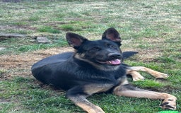 German Shepherd dogs for sale: GSD Puppy  - Image 3