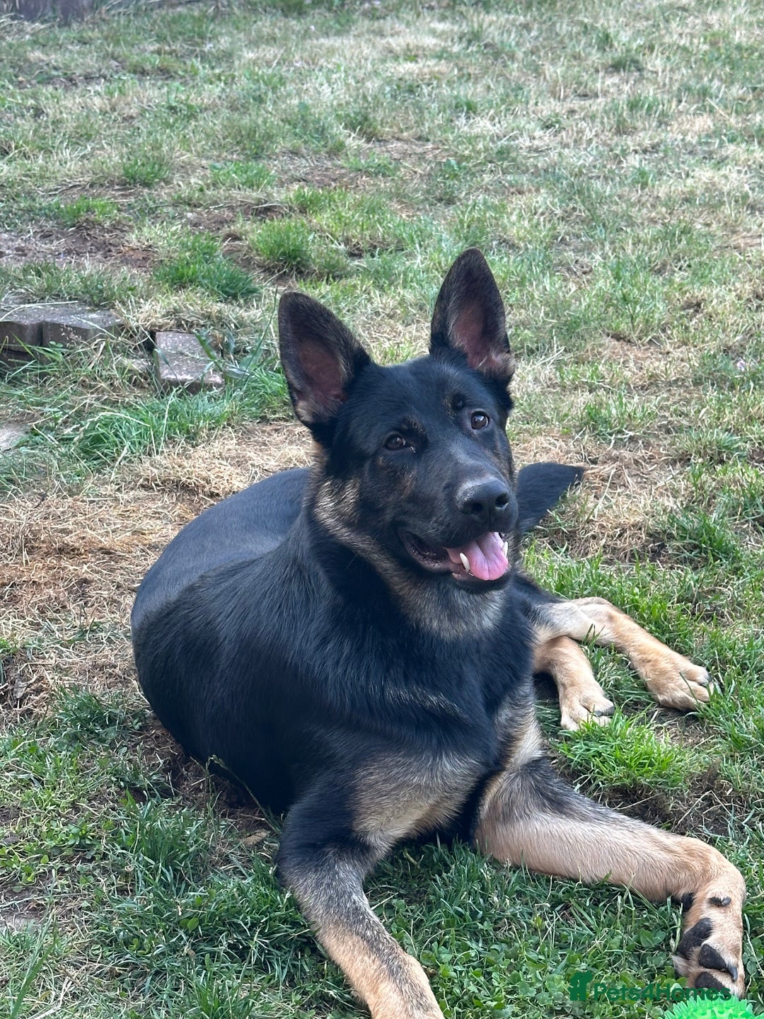 German Shepherd dogs for sale: GSD Puppy  - Image 3