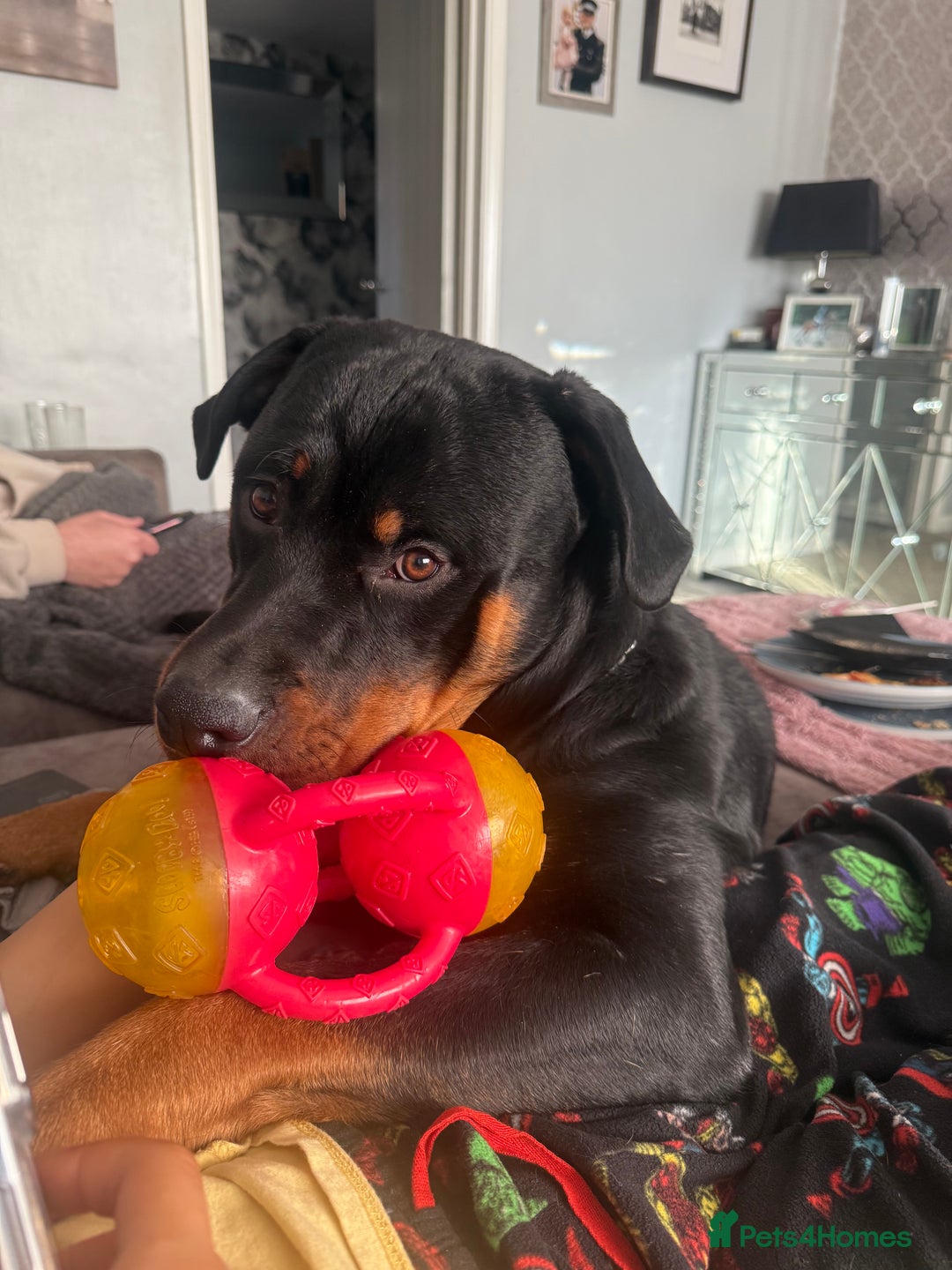 Rottweiler dogs for stud: FOR STUD ROTTWEILER  - Advert 13