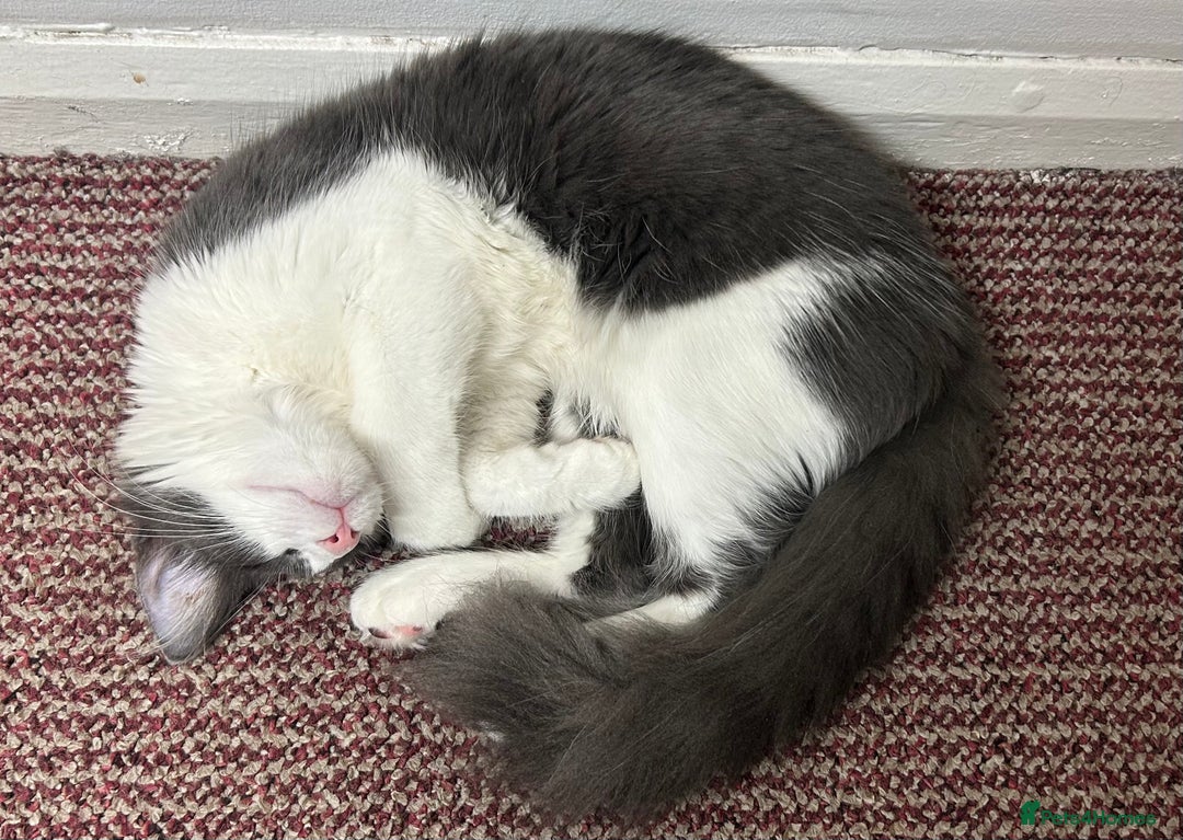 Maine Coon cats for sale: Main coon kitten + accessories - Advert 2