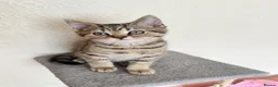 British Shorthair cats for sale: Reduced! Last British Shorthair tabby boy 😻 - Advert 23