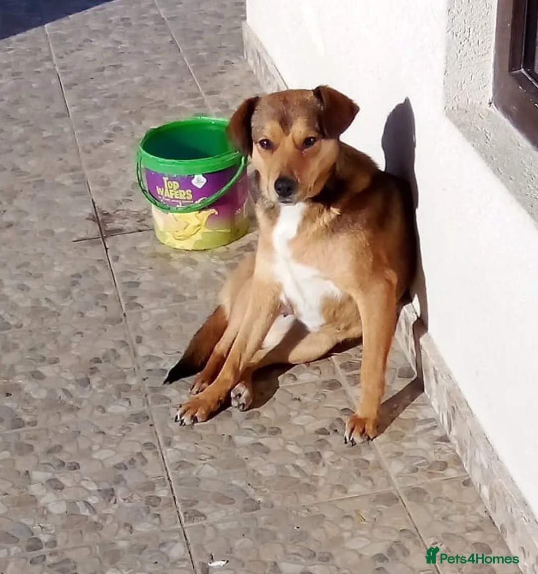 Mixed Breed dogs for adoption: ✨FOUND ON THE STREET, READY FOR HER SECOND CHANCE✨ - Advert 7