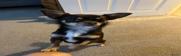 Chihuahua dogs for stud: Pure breed Chocolate Tri stud chihuahua  - Advert 2