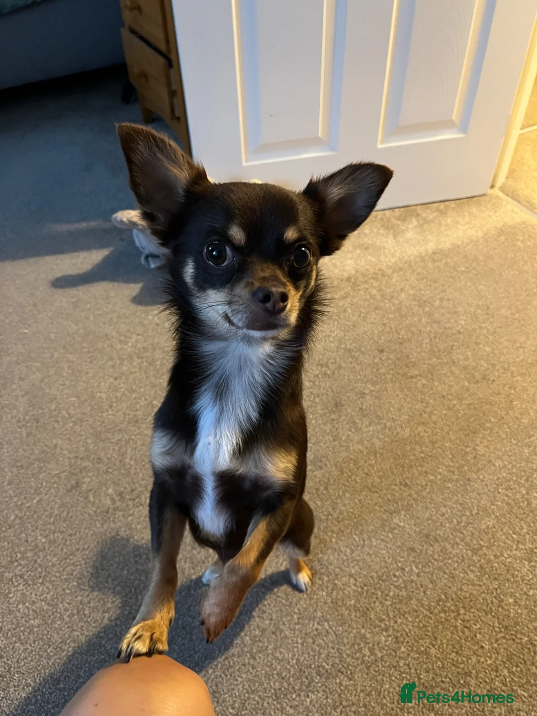 Chihuahua dogs for stud: Pure breed Chocolate Tri stud chihuahua  - Advert 2