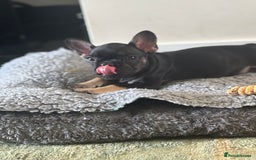 French Bulldog dogs for sale: 🐾 French Bulldog Puppies - Ready to go! 🐾 - Image 5