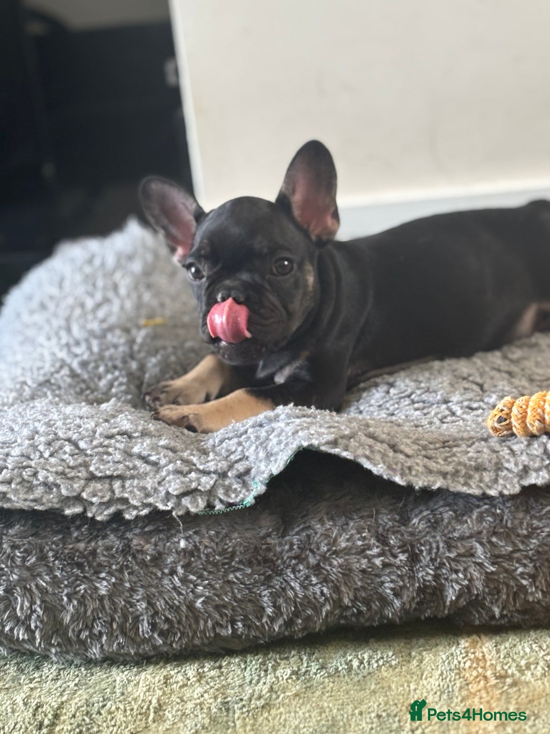 French Bulldog dogs for sale: 🐾 French Bulldog Puppies - Ready to go! 🐾 - Image 5