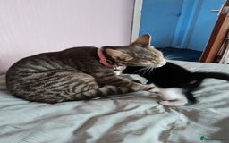 Mixed Breed cats for sale: Beautiful girl - Image 5