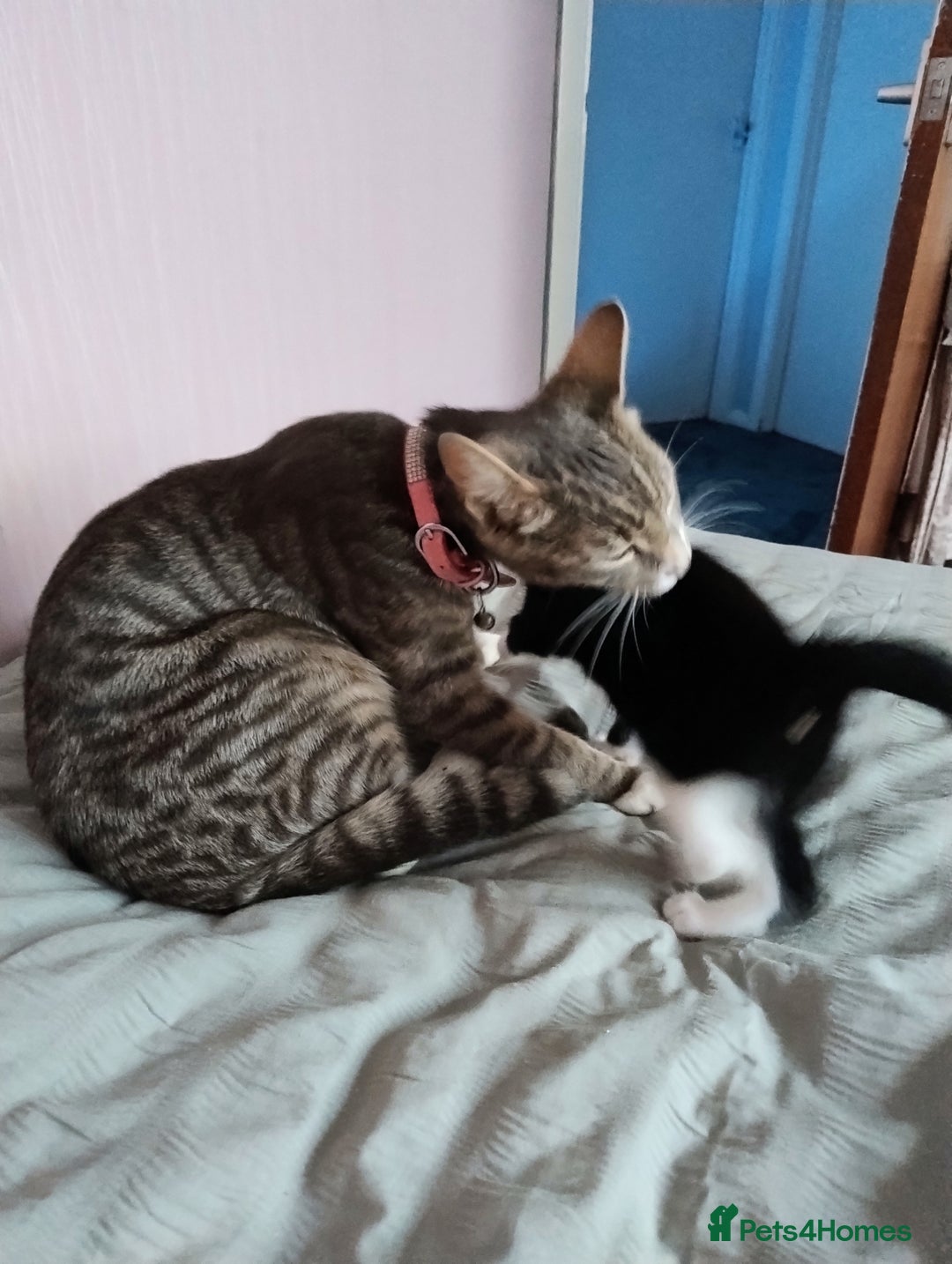 Mixed Breed cats for sale: Beautiful girl - Image 5
