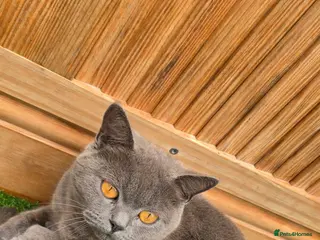 British Shorthair cats British short hair - Advert 4
