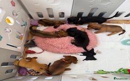 Miniature Dachshund dogs for sale: ⭐️ Miniature Long Haired Dachshund Pups ⭐  - Image 29