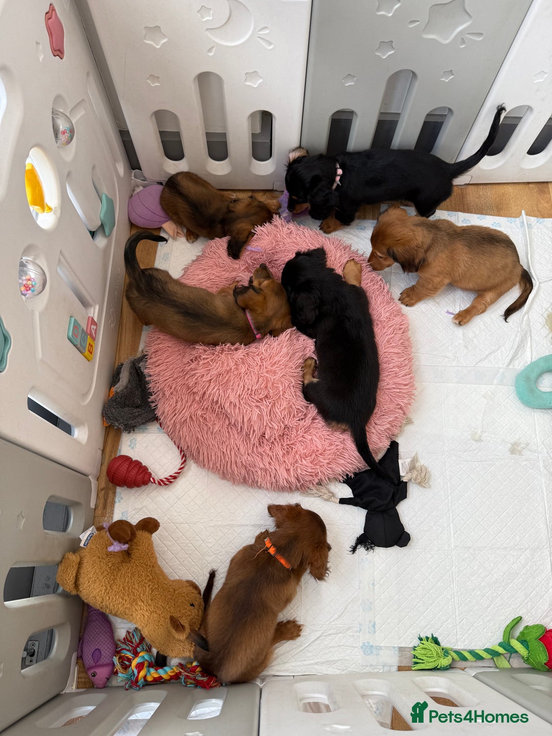 Miniature Dachshund dogs for sale: ⭐️ Miniature Long Haired Dachshund Pups ⭐  - Image 29