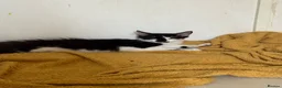 Domestic Shorthair cats for adoption: Win & Walt - Adopt Cats in Crisis East Ldn - Advert 2