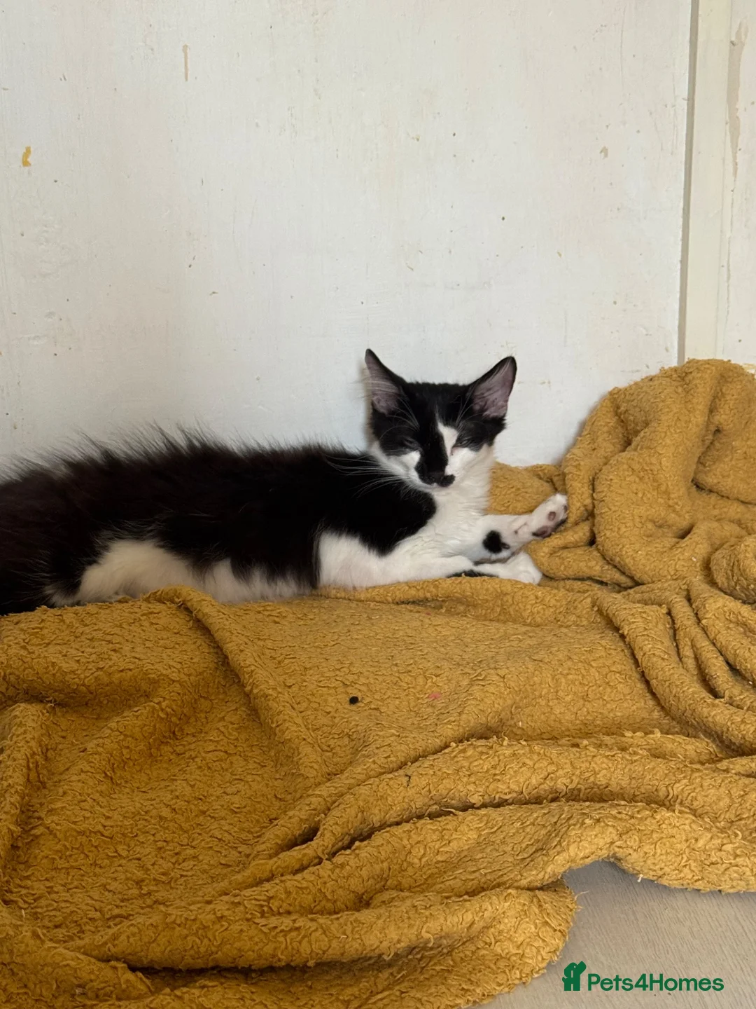 Domestic Shorthair cats for adoption: Win & Walt - Adopt Cats in Crisis East Ldn - Advert 2