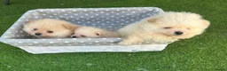 Pomeranian dogs for sale: Beautiful Cream&Wolf Sable Male Pomeranian Puppies - Advert 14