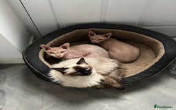 Sphynx cats for sale: Pair of sphynxes - Image 1