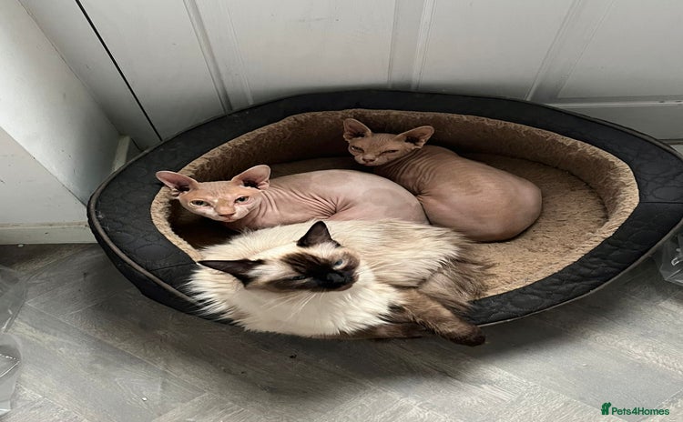 Sphynx cats - Advert 1