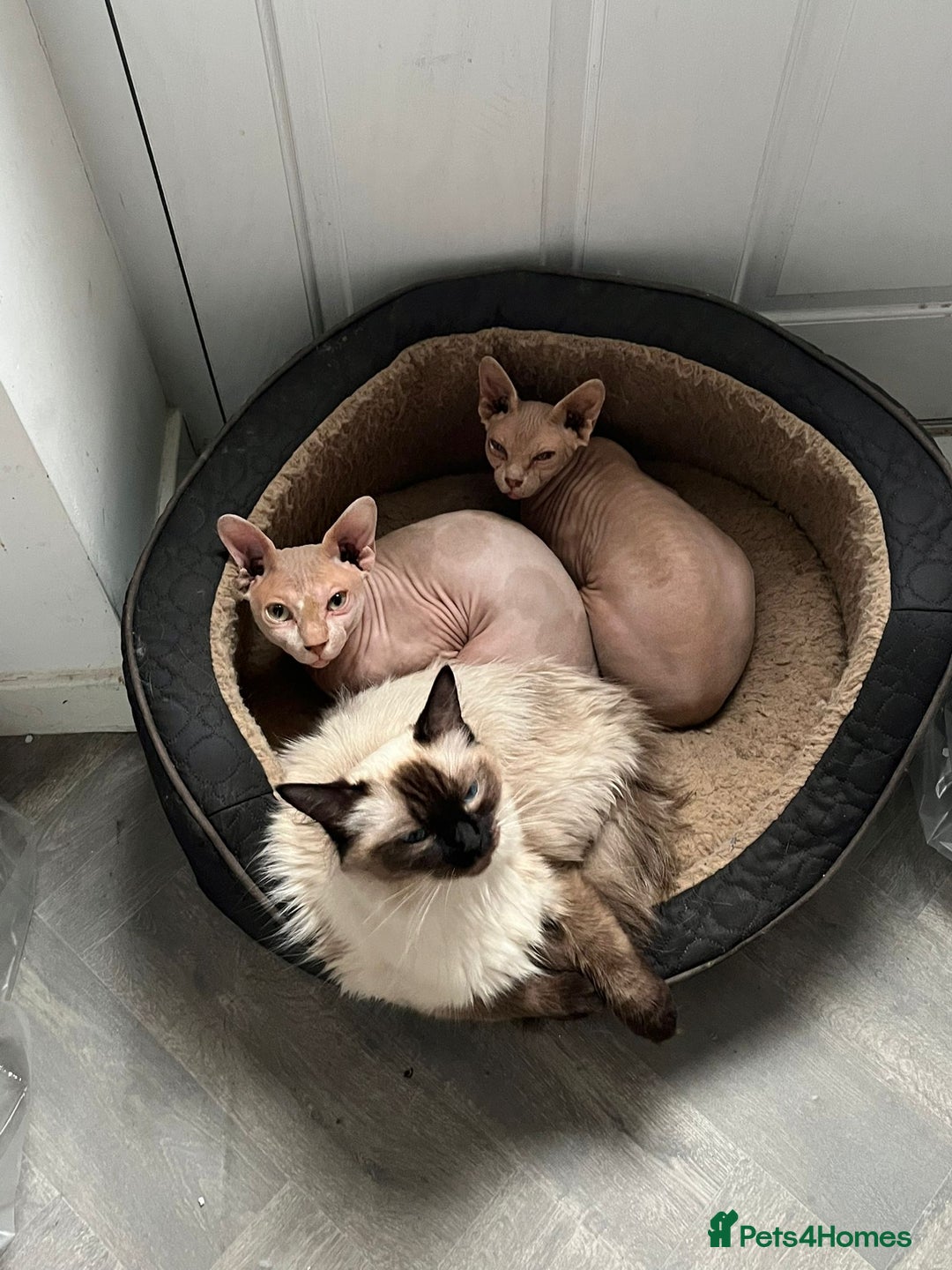 Sphynx cats for sale: Pair of sphynxes - Image 1