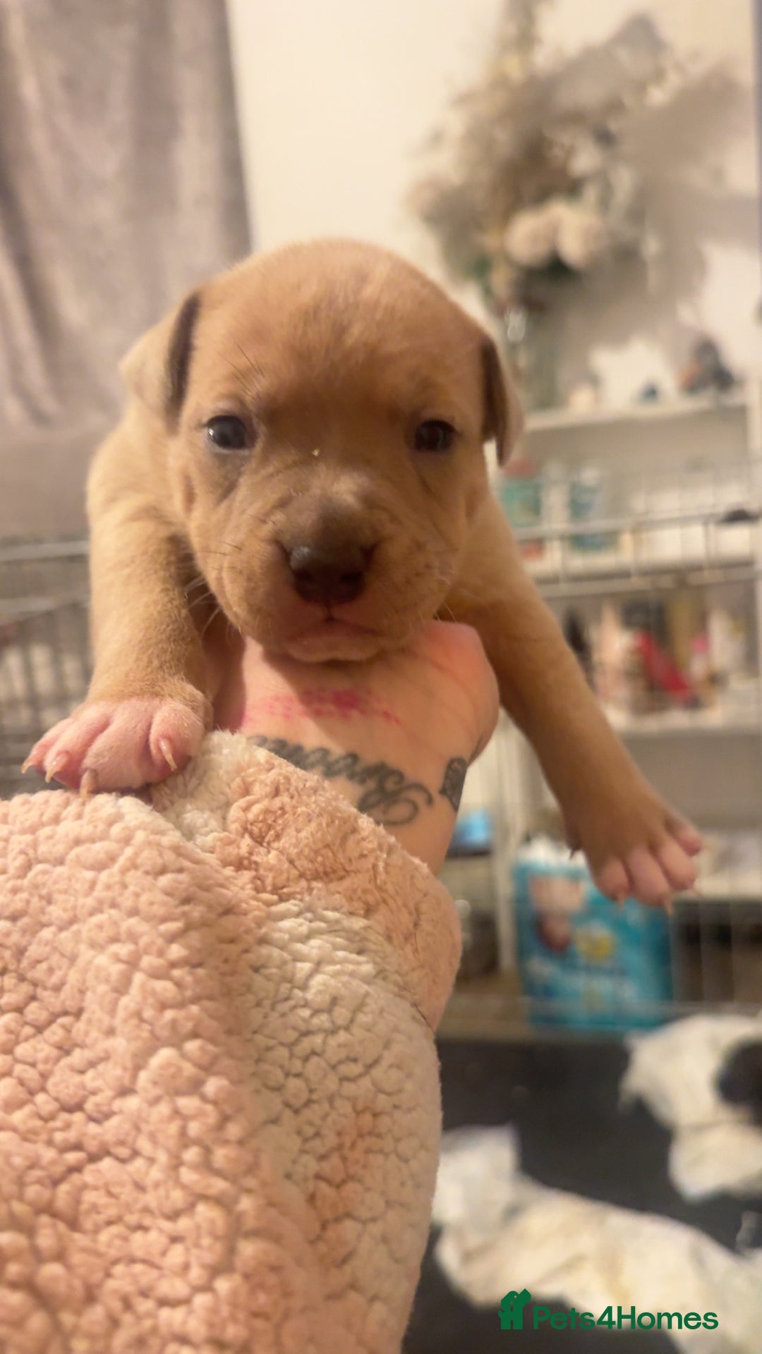 Mixed Breed dogs for sale: Bully pups  - Advert 6